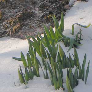 Stackars blommor...